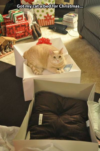 If You Own a Cat Then These Things Will Be Part of Your Daily Life