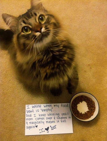 If You Own a Cat Then These Things Will Be Part of Your Daily Life