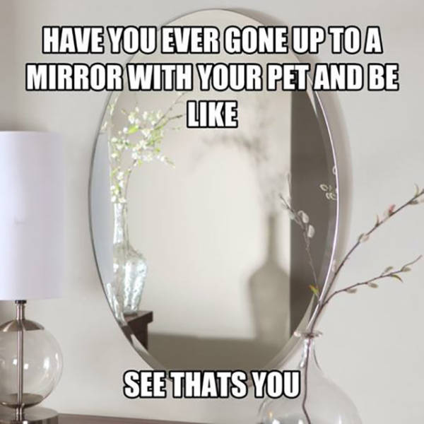 If You Own a Cat Then These Things Will Be Part of Your Daily Life