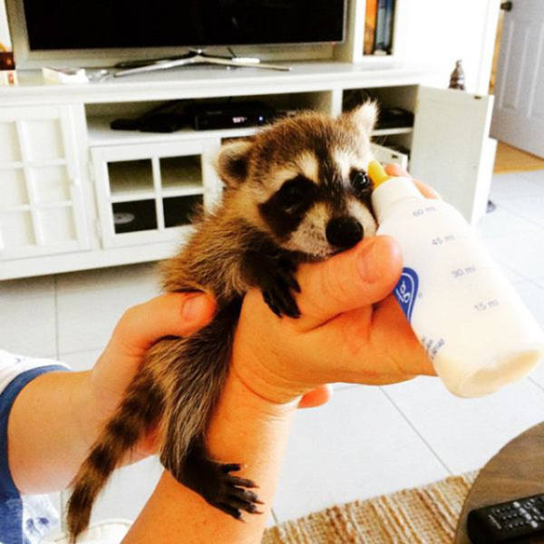 The Baby Raccoon That Was Raised by a Family of Dogs