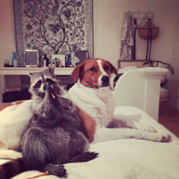 The Baby Raccoon That Was Raised by a Family of Dogs