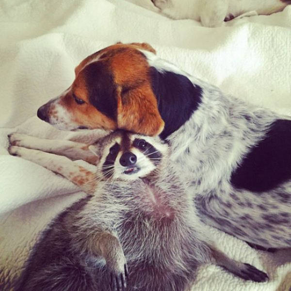 The Baby Raccoon That Was Raised by a Family of Dogs