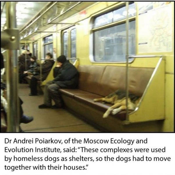 These Smart Moscow City Dogs Ride the Subway System Everyday