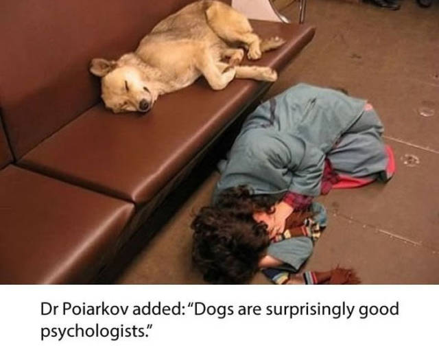 These Smart Moscow City Dogs Ride the Subway System Everyday