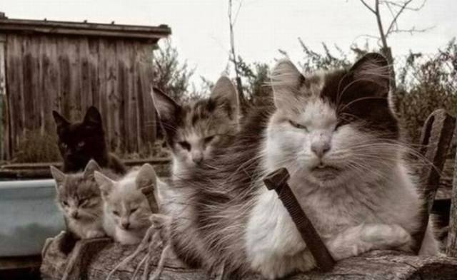 Cats That Are Scarily Evil Looking