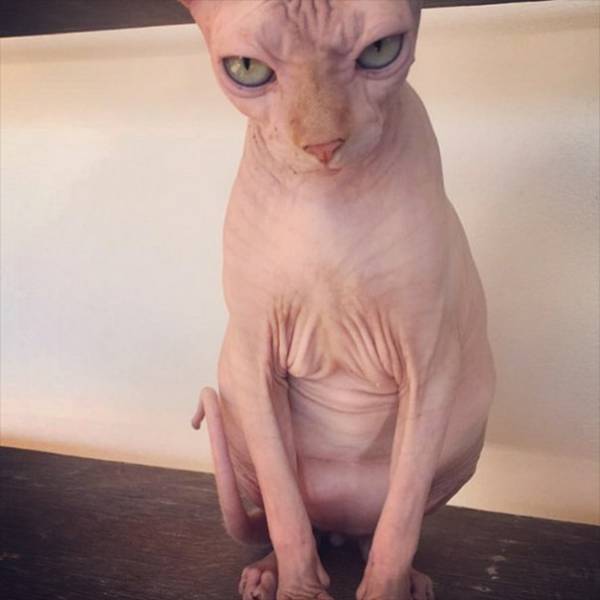 Cats That Are Scarily Evil Looking