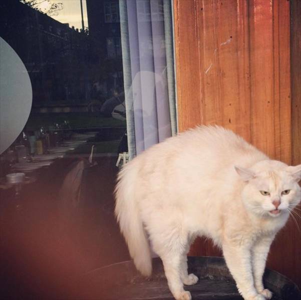 Cats That Are Scarily Evil Looking