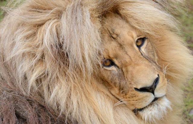 Leon the Lion Is the “Mane” Attraction at the Usti nad Labem Zoo