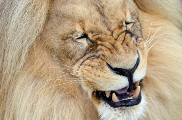 Leon the Lion Is the “Mane” Attraction at the Usti nad Labem Zoo
