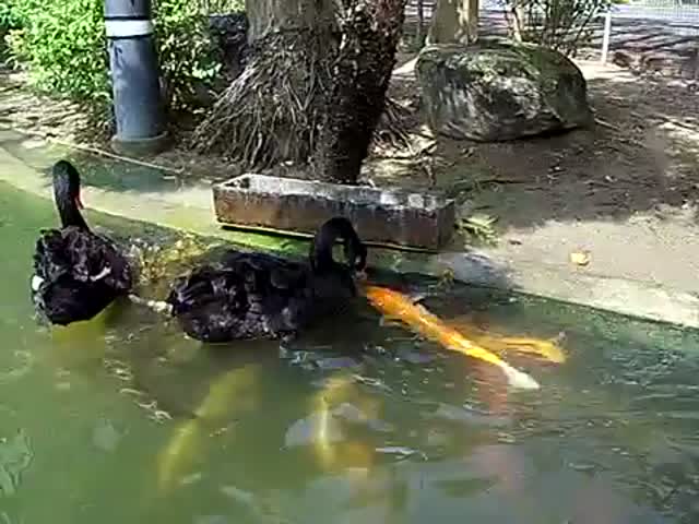 Black Swans Feed a Shoal of Koi Fish