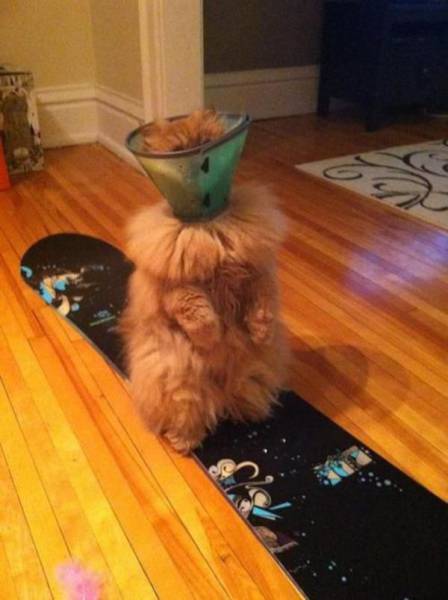 Daily Picdump Daily Picdump