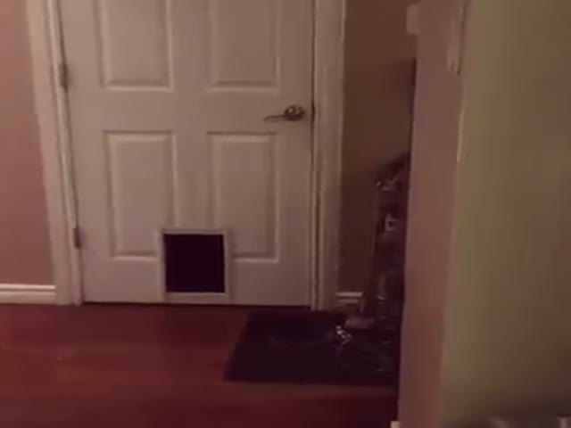 This Cat Does Things His Own Way