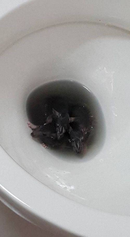 This Is Not Something You Want to Find in Your Toilet