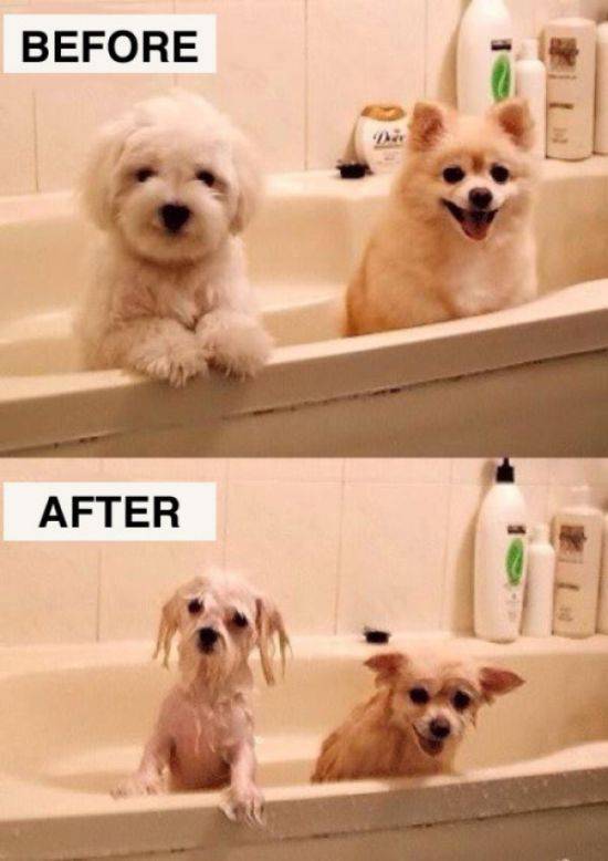 Hilarious Before and After Pictures That Capture Life Perfectly