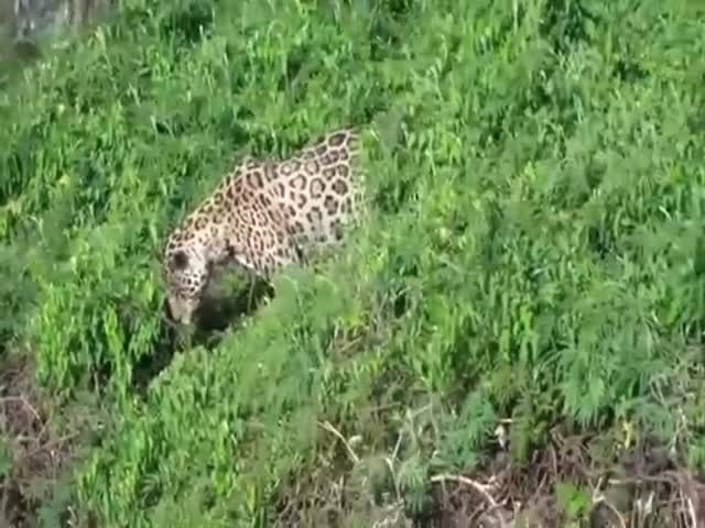 Leopard Stalks a Crocodile in the Water