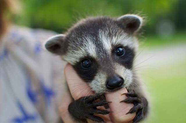 Prepare for a Cuteness Overload When You See These Adorable Baby Animals