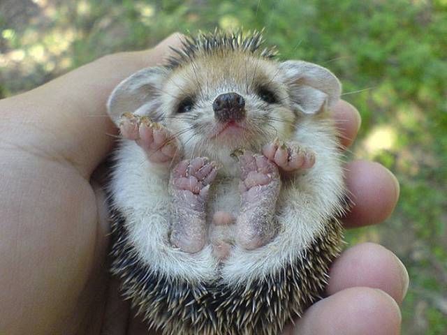 Prepare for a Cuteness Overload When You See These Adorable Baby Animals