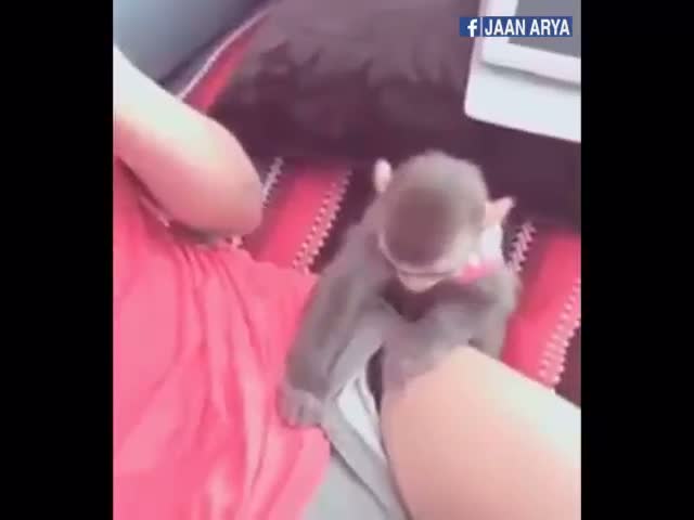 This Cute Monkey Can’t Leave the Girls Alone