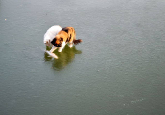 Cat Takes a Big Dive off a Pier in Search of Food and Is Confused by What He Finds