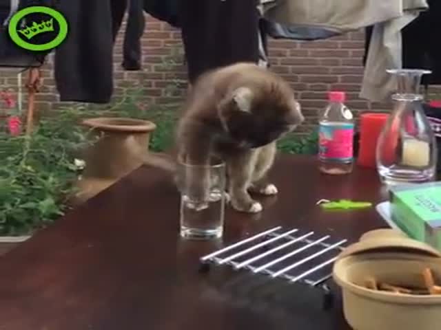 This Cat Getting Prank Is the Cutest Thing Ever