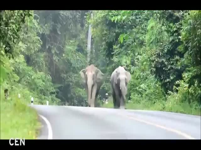 Elephants And Biker
