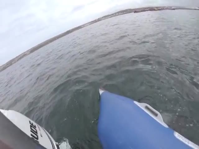 Aggressive Shark Takes a Bite Out of a Nearby Boat