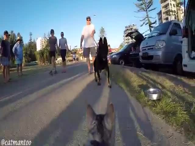 Inquisitive Cat Gets Up Close and Personal with a Few Friendly Dogs