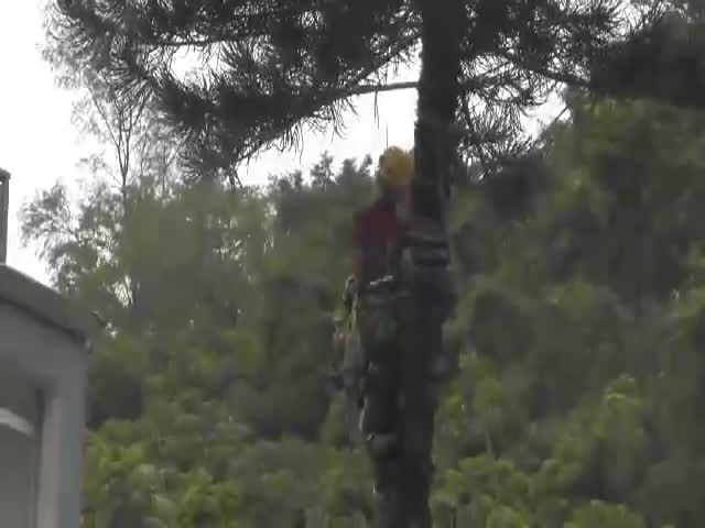 Tree Topping Fail
