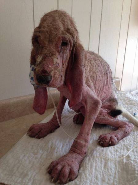 Couple Rescues a Mangy Dog from the Forest and Gives It a New Lease on Life