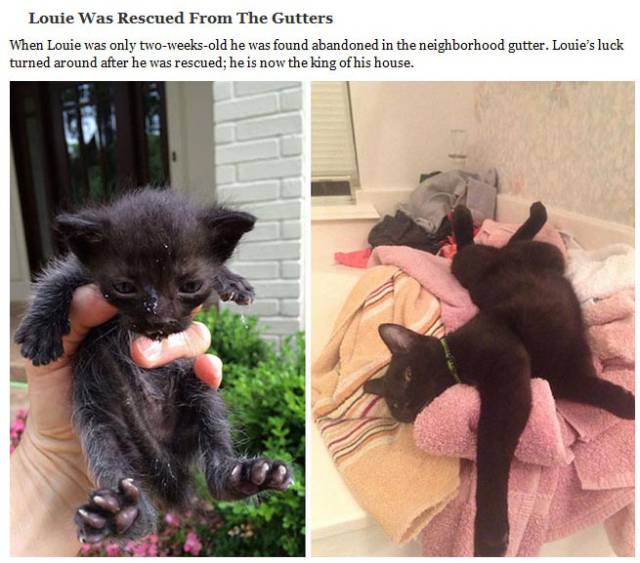 Cute Cats Who Got a Second Chance at Life