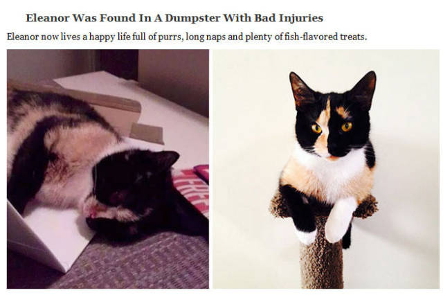 Cute Cats Who Got a Second Chance at Life