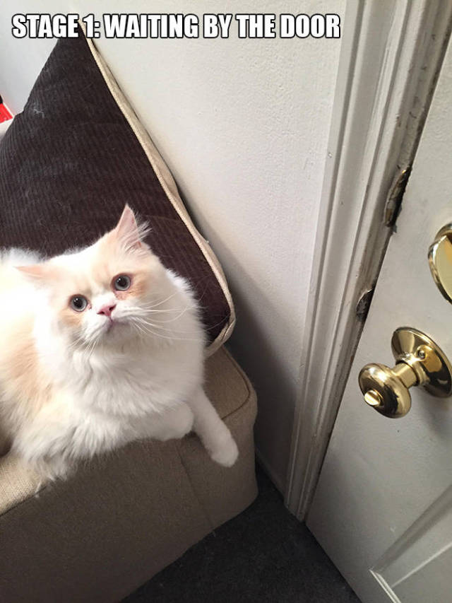 Would You be Able to Leave This Cute Cat Alone Everyday?