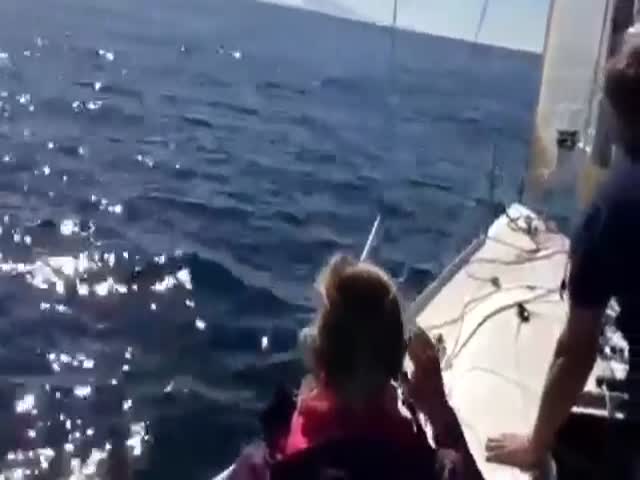 Puppy Gets a Much Needed Helping Hand from a Passing Sailor