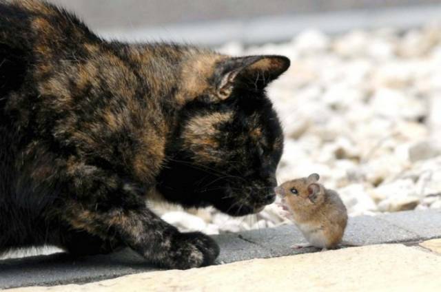 An Unlikely Friendship between a Cat and Mouse