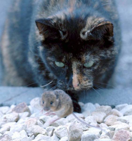 An Unlikely Friendship between a Cat and Mouse
