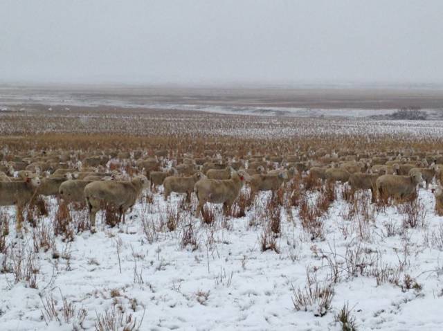 Can You Spot the 500 Sheep Hiding in This Picture?