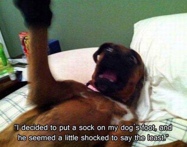 Daily Picdump Daily Picdump