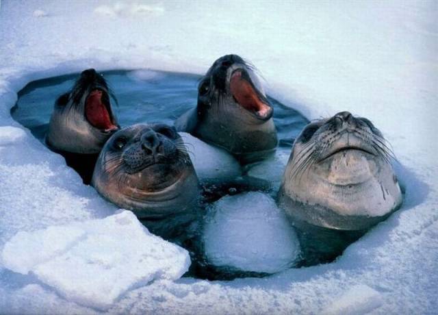 Daily Picdump Daily Picdump