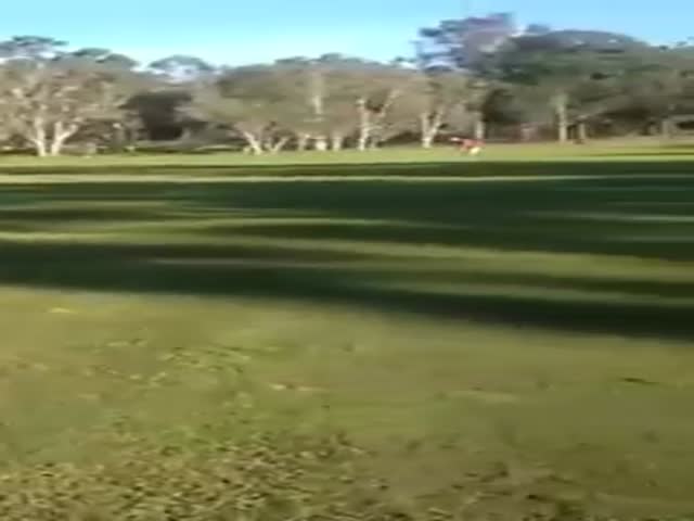 Kangaroo Gets Pissed Off and Attacks Nearby Golfers
