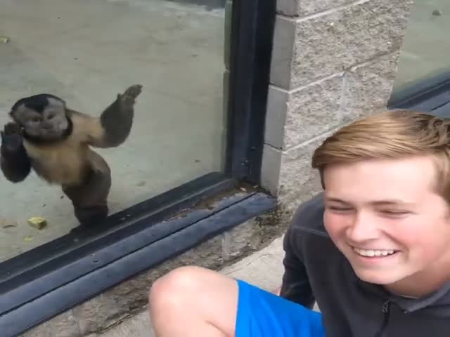 This Monkey Is Not Happy about Being Ignored