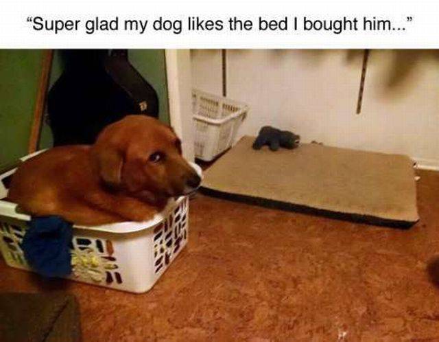 Daily Picdump Daily Picdump