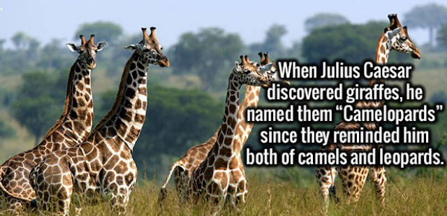 Fun Facts That Will Amuse You
