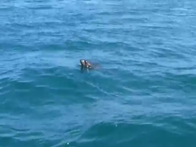 Cheeky Seal Hitches a Lift from a Passing Whale