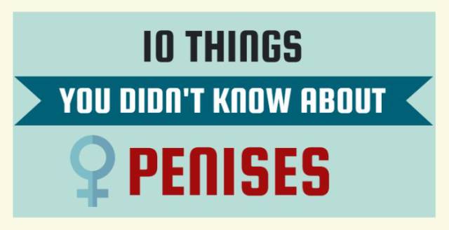 Interesting Stuff That You Probably Didn’t Know about Male Genitalia