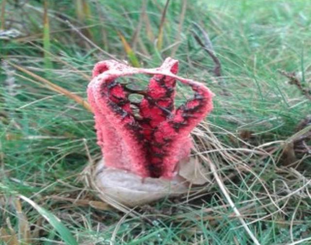 This Creepy Plant Is Not Something You Will Want to Stumble Upon Alone