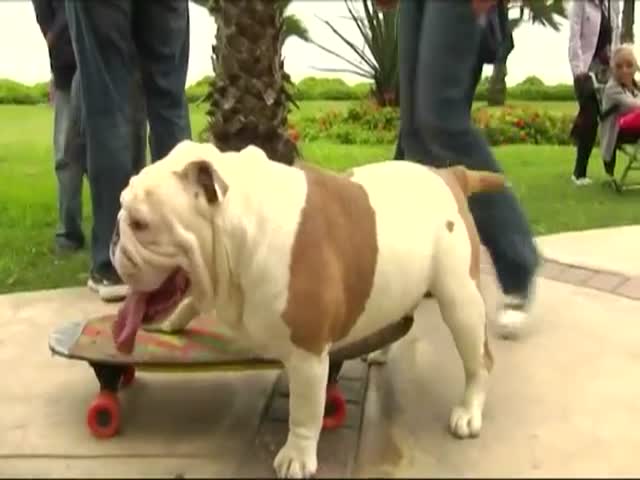 Cute Skateboarding Bulldog Sets a New World Record