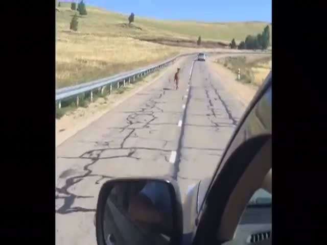 Baby Horse Gets a Much Needed Helping Hand