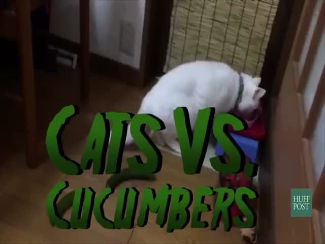 These Cats Finds Cucumbers to be Rather Creepy