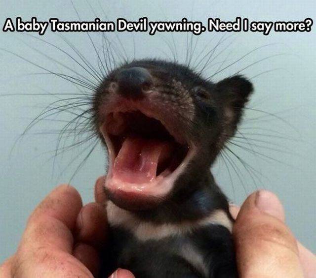 Daily Picdump Daily Picdump
