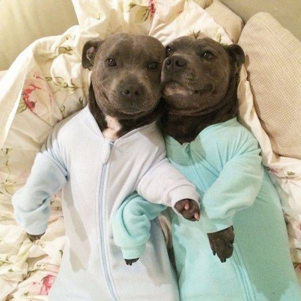 Daily Picdump Daily Picdump